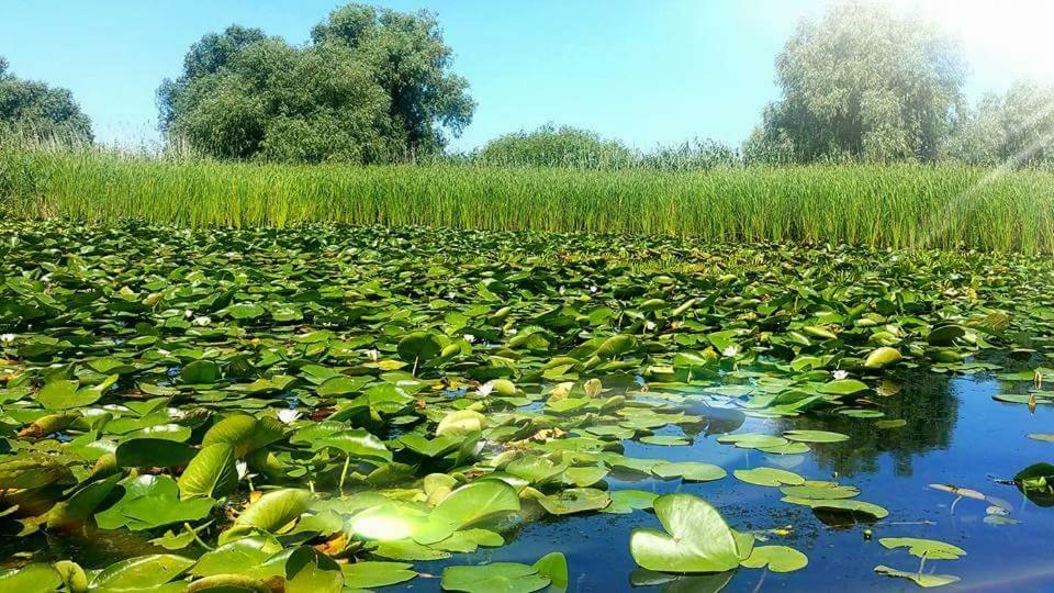 Pensiunea Pescarul Vanator Delta Dunarii Crisan  Exterior foto